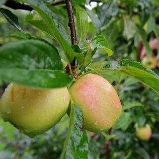 Äpfel hängen im Regen an einem Apfelbaum. 