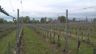 Das Staatliche Weingut Meersburg (Bodenseekreis) mit direkter Hanglage am Bodensee.