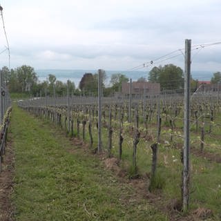 Das Staatliche Weingut Meersburg (Bodenseekreis) mit direkter Hanglage am Bodensee.