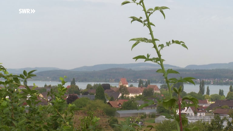 Insel Reichenau