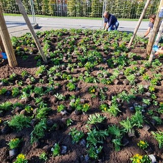 Anpflanzen in Wangen auf dem Gartenschaugelände