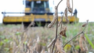 eine Sojapflanze im Vordergrund dahinter ein Erntefahrzeug