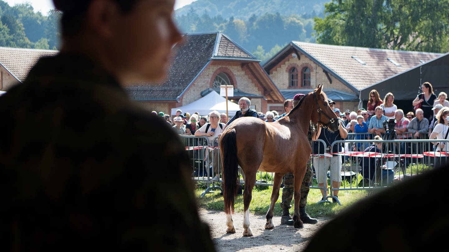 Interessierte Käufer ersteigern am 17.08.2017 Pferde eines mutmasslichen Tierquälers aus Hefenhofen beim Pferdeverkauf des Veterinäramtes des Kantons Thurgau.