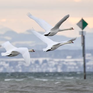 Möven fliegen über dem Bodensee im Winter. Der Klimawandel verhindert eine vollständige Umwälzung des Wassers.