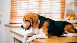 Ein Hund liegt auf einem Küchentisch. In Laupheim hat ein Hund versehentlich den Herd angeschaltet und einen Brand ausgelöst.