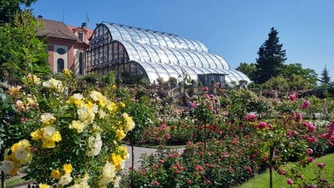 Das Palmenhaus auf der Insel Mainau.