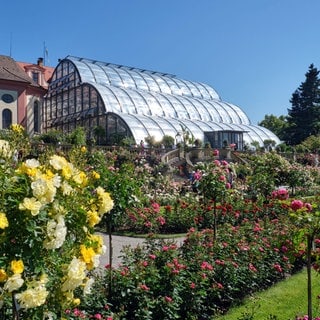 Das Palmenhaus auf der Insel Mainau.