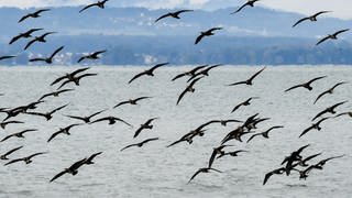 Ein Kormoran-Schwarm fliegt über den Bodensee
