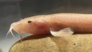 Die Höhenschmerle wurde 2015 als erster Höhlenfisch Europas entdeckt