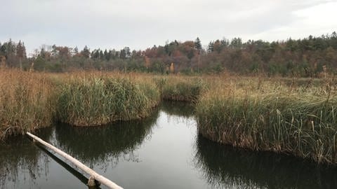 Der Barchetsee im Thurgau