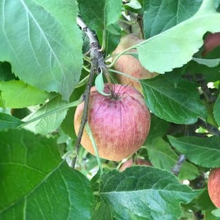 Zu Gast im Kompetenzzentrum Obstbau Bavendorf - Apfel mit Spinne