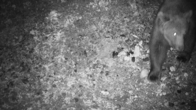 Eine Wildkamera hat dieses Foto des Braunbären in Lech geschossen. 