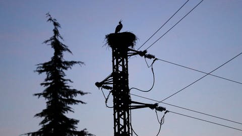 Ein Storchennest auf einem Strommast