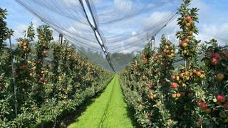 Apfelbäume mit Hagel-Schutznetz auf der Plantage des Obsthofes Gierer in Langenargen-Oberdorf