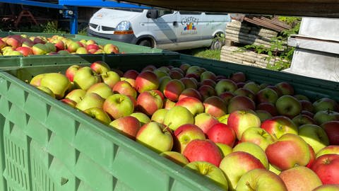 Äpfel in Kisten des Obsthofs Gierer in Langenargen