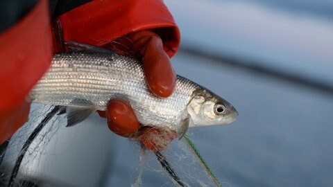 Eine Berufsfischerin hält auf dem Bodensee einen Felchen in der Hand.