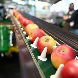 Äpfel fahren auf einem Förderband auf der Messe Fruchtwelt Bodensee.
