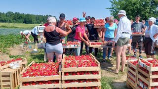 Frauen und Männer stehen vor Kisten mit ihren gepflückten Erdbeeren. Erdbeerernte am Bodensee: Bis die Erdbeeren in Kisten abgegegen werden, ist es für die Erntehelferinnen und Erntehelfer harte Arbeit.