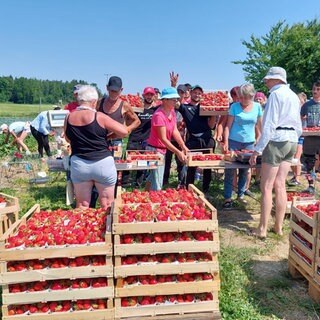 Frauen und Männer stehen vor Kisten mit ihren gepflückten Erdbeeren. Erdbeerernte am Bodensee: Bis die Erdbeeren in Kisten abgegegen werden, ist es für die Erntehelferinnen und Erntehelfer harte Arbeit.