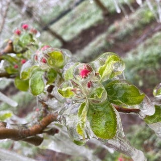 Obstbauern am Bodensee schützen ihre Blüten vor dem Frost.