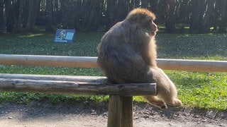 Ein Berberaffe genießt nach dem Dauerregen die Sonne auf einer Bank am Affenberg Salem (Bodenseekreis).