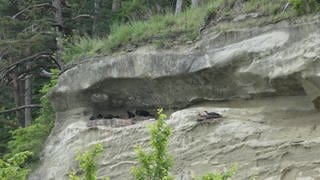 Waldrappe brüten in Nestern in einer Felsnische Quelle: WaldrappteamAnne-Gabriela Schmalstieg