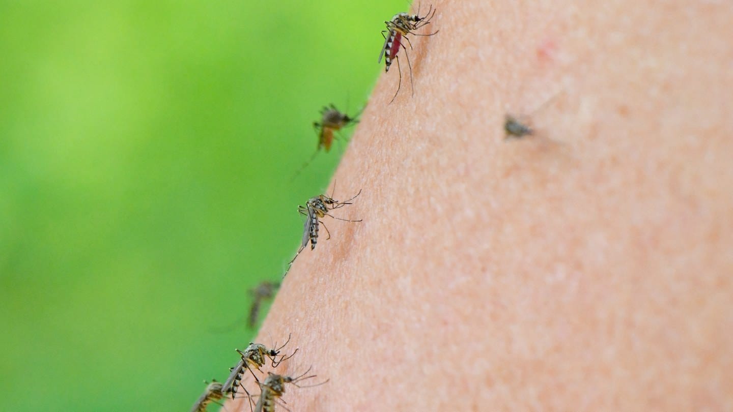 Mehrere Stechmücken an einem Arm.