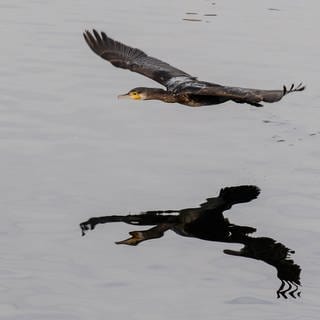 Ein Kormoran fliegt über den Bodensee und spiegelt sich in der Wasseroberfläche. 