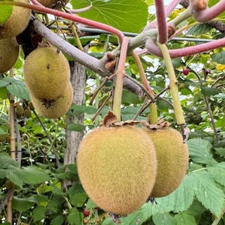 Jungbauer Felix Miller baut exotische Früchte wie Kiwi und Physalis an.