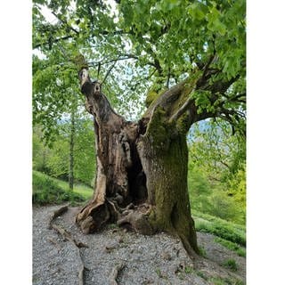 Die 450 Jahre alte Burkhartlinde bei Überlingen ist jetzt Nationalerbe-Baum.