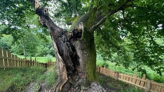 Die Burkhartlinde bei Überlingen