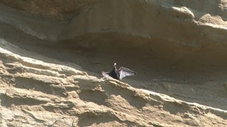 Junge Waldrappe bei Überlingen werden flügge. Sie üben das Fliegen in ihrer Felsnische.