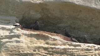 Die jungen Waldrappe in der Felsnische bei Überlingen üben das Fliegen.