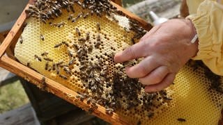 Eine Imkerin zeigt eine Honigwabe mit Bienen