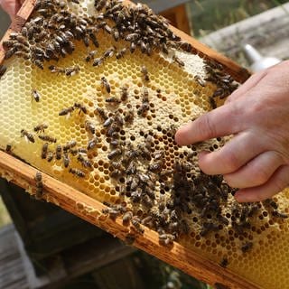 Eine Imkerin zeigt eine Honigwabe mit Bienen