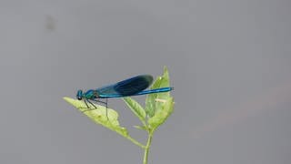 Eine Blauflügelprachtlibelle auf einem Blatt