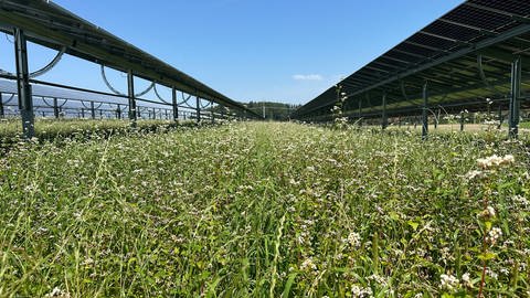 In Schlier ist die bisher wohl größte Agri-Photovoltaikanlage Deutschlands offiziell in Betrieb gegangen.