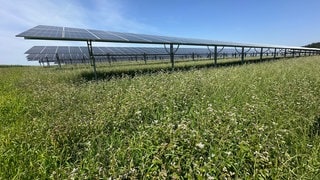 In Schlier ist die bisher wohl größte Agri-Photovoltaikanlage Deutschlands offiziell in Betrieb gegangen.