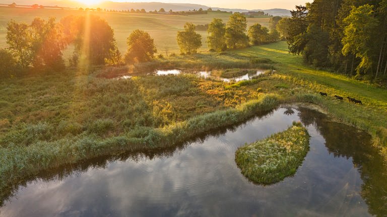 Galloway-Rinder beweiden Lippertsreuter Weiherlandschaft 