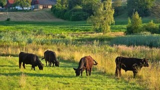 Galloway-Rinder weiden in der Lippertsreuter Weiherlandschaft 