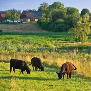 Galloway-Rinder weiden in der Lippertsreuter Weiherlandschaft 