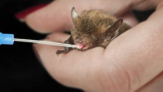 Eine Zwergfledermaus wird mit einer Pipette gefüttert.