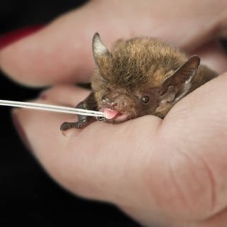 Eine Zwergfledermaus wird mit einer Pipette gefüttert.