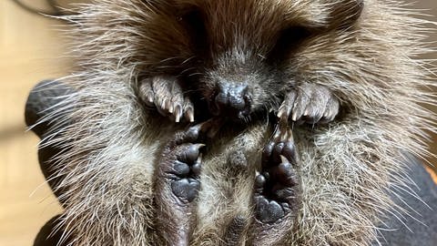 Igel "Walterchen" - dank Päppeln hat der kleine Mann aus Salem (Bodenseekreis) den Winter überlebt.