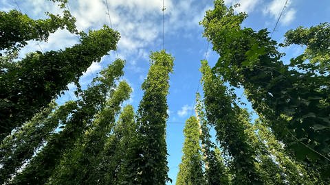 Mehrere Hopfenpflanzen sind aufgehängt in Tettnang