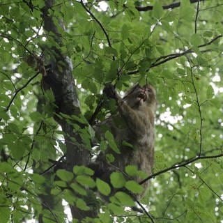 Der Affe, der ausgebüxt war, zurück im Gehege des Affenbergs Salem.