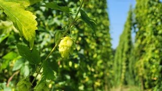 Eine Hopfendolde im Hopfengarten bei Tettnang