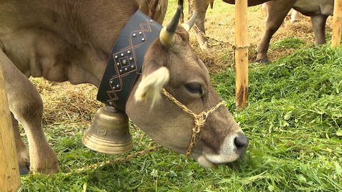 Allgäuer Braunvieh: Von der Originalrasse leben nur rund 200 Stück im württembergischen Allgäu.