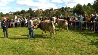 Allgäuer Braunviehschau: Wissenswertes über eine seltene Rasse