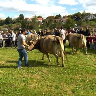 Allgäuer Braunviehschau: Wissenswertes über eine seltene Rasse